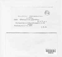 Colletotrichum gloeosporioides image
